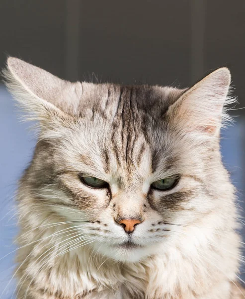 Entzückende langhaarige Katze sibirischer Rasse in entspannter Natur, reinrassiges hypoallergenes Tier — Stockfoto