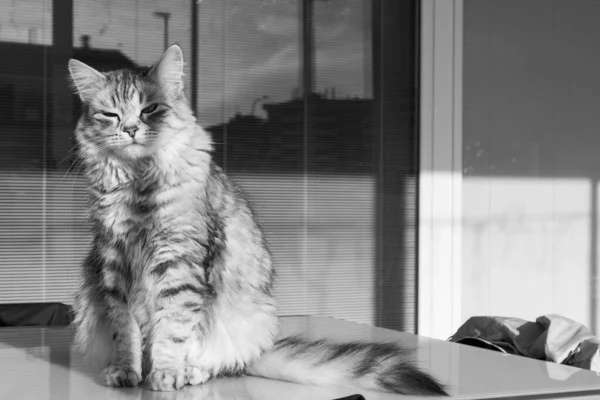 Adorável gato de cabelos longos da raça siberiana em relaxar ao ar livre, animal hipoalergênico puro — Fotografia de Stock