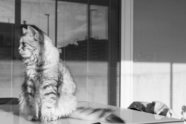 Adorable long haired cat of siberian breed in relax outdoor, purebred hypoallergenic animal — Stock Photo, Image