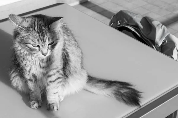 Adorável gato de cabelos longos da raça siberiana em relaxar ao ar livre, animal hipoalergênico puro — Fotografia de Stock