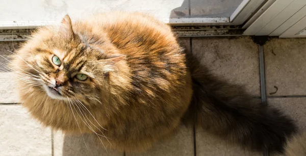 Adorable long haired cat of siberian breed in relax outdoor, purebred hypoallergenic animal — Stock Photo, Image