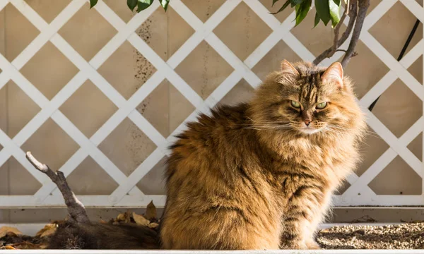 Adorable gato de pelo largo de raza siberiana en relajarse al aire libre, pura raza animal hipoalergénico — Foto de Stock