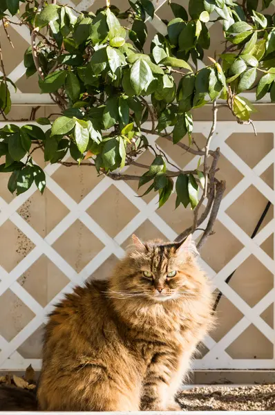 Чарівна довгошерста кішка сибірської породи в розслабленому відкритому повітрі, чистокровна гіпоалергенна тварина — стокове фото