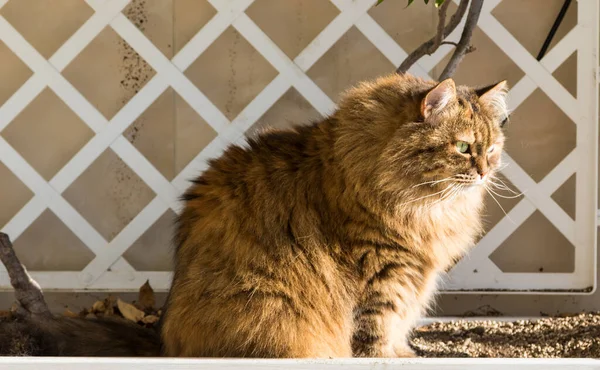 Schattige langharige kat van Siberisch ras in ontspannen outdoor, raszuivere hypoallergene dier — Stockfoto