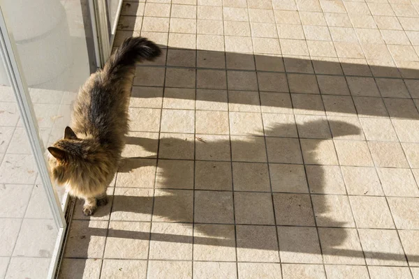 Adorável gato de cabelos longos da raça siberiana em relaxar ao ar livre, animal hipoalergênico puro — Fotografia de Stock