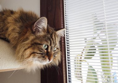 Kahverengi saçlı, Sibirya cinsinden sevimli uzun saçlı kedi.