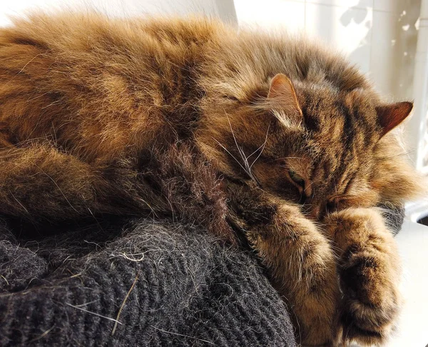 Entzückende langhaarige Katze sibirischer Rasse mit braunen Haaren — Stockfoto