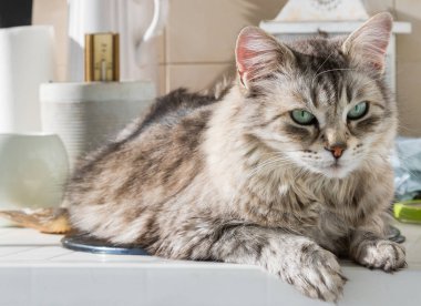 Sibirya cinsinin harika uzun saçlı kedisi