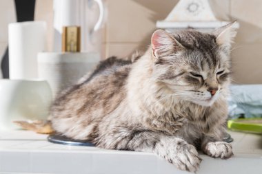 Sibirya cinsinin harika uzun saçlı kedisi