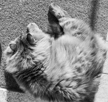 Sibirya cinsinin harika uzun saçlı kedisi