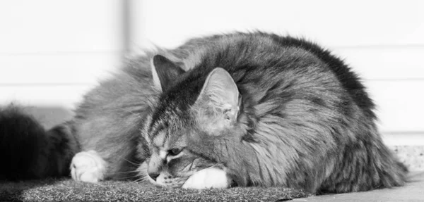 Sibirya cinsinin harika uzun saçlı kedisi — Stok fotoğraf