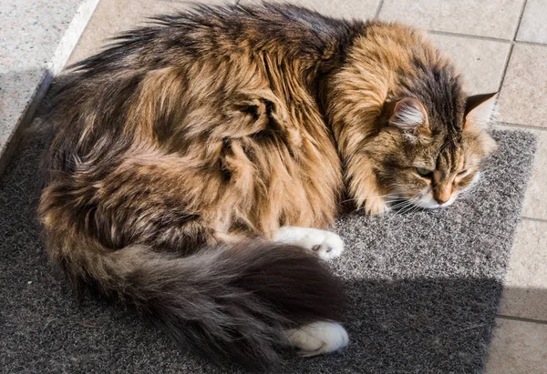 Wunderbare langhaarige Katze sibirischer Rasse — Stockfoto