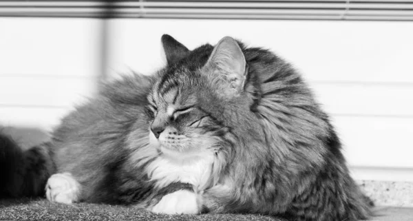 Wonderful long haired cat of siberian breed — 스톡 사진