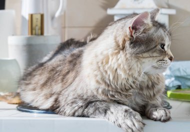 Sibirya cinsinin harika uzun saçlı kedisi