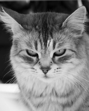 Sibirya cinsinin harika uzun saçlı kedisi