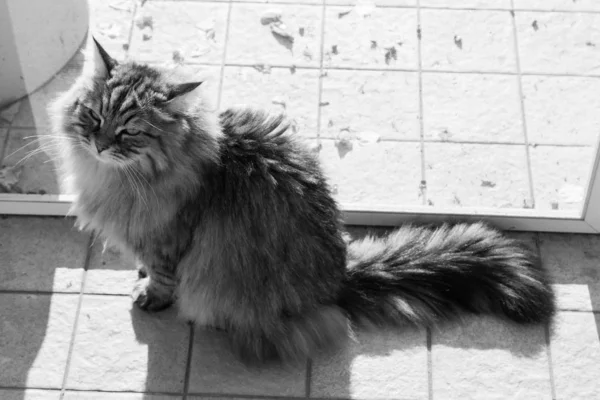 Wonderful long haired cat of siberian breed — 스톡 사진