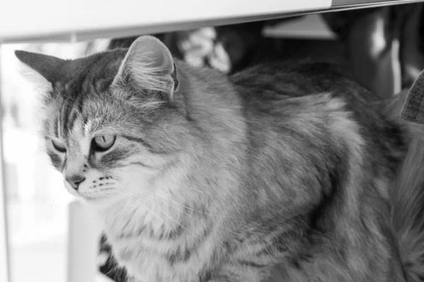 美丽的长毛锡伯林猫 — 图库照片