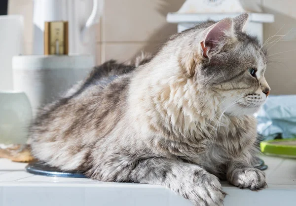 Sibirya cinsinin harika uzun saçlı kedisi