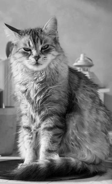 Maravilhoso gato de prata da raça siberiana, sexo feminino — Fotografia de Stock