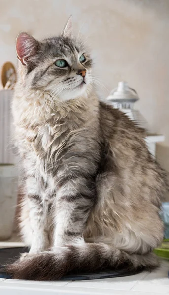 Maravilloso gato plateado de raza siberiana, género femenino — Foto de Stock