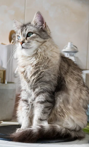 美丽的锡伯林银猫，雌性 — 图库照片