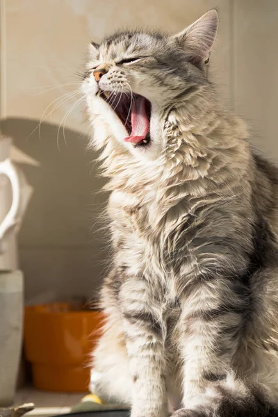 Maravilloso gato plateado de raza siberiana, género femenino —  Fotos de Stock