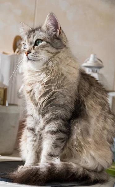 Wonderful silver cat of siberian breed, female gender — Stock Photo, Image