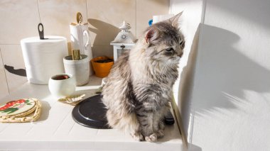 Uzun saçlı kedi. Kapımızı gevşet. Sibirya cinsinin hipoalerjenik evcil hayvanı.