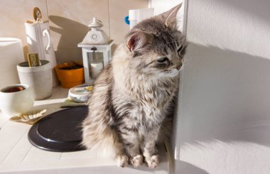 Uzun saçlı kedi. Kapımızı gevşet. Sibirya cinsinin hipoalerjenik evcil hayvanı.