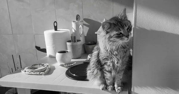 Gatto dai capelli lunghi in relax ourdoor, animale domestico ipoallergenico di razza siberiana — Foto Stock