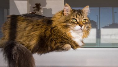 Uzun saçlı kedi. Kapımızı gevşet. Sibirya cinsinin hipoalerjenik evcil hayvanı.