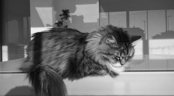 Långhåriga katt i koppla vårdörr, hypoallergiframkallande husdjur av sibirisk ras — Stockfoto