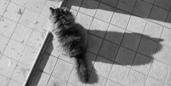 Langhaarige Katze vor der Tür, hypoallergenes Haustier sibirischer Rasse — Stockfoto
