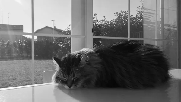 Long haired cat in relax ourdoor, hypoallergenic pet of siberian breed — Stock Photo, Image