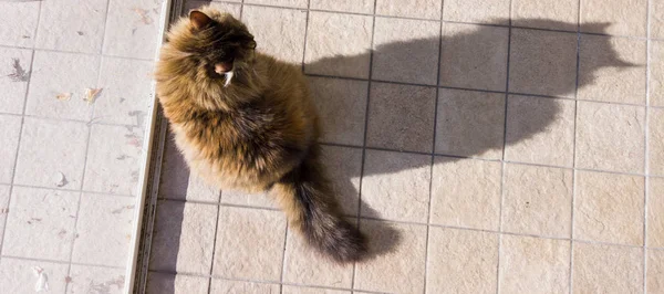 Длинноволосый кот в релаксации нашей двери, гипоаллергенный питомец сибирской породы — стоковое фото