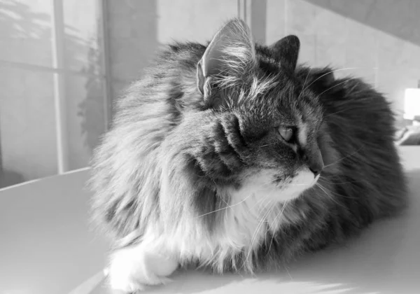 Langharige kat in ontspannen ourdoor, hypoallergeen huisdier van siberisch ras — Stockfoto