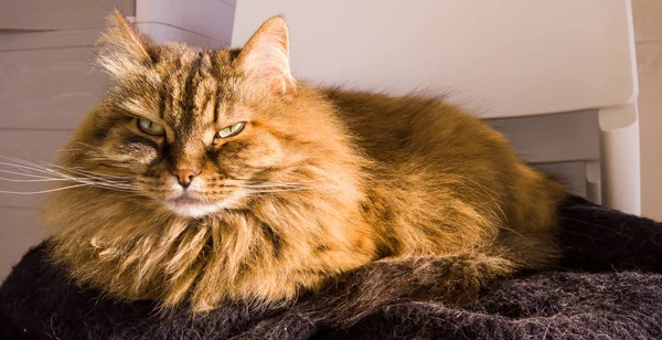 Uzun saçlı kedi. Kapımızı gevşet. Sibirya cinsinin hipoalerjenik evcil hayvanı. — Stok fotoğraf