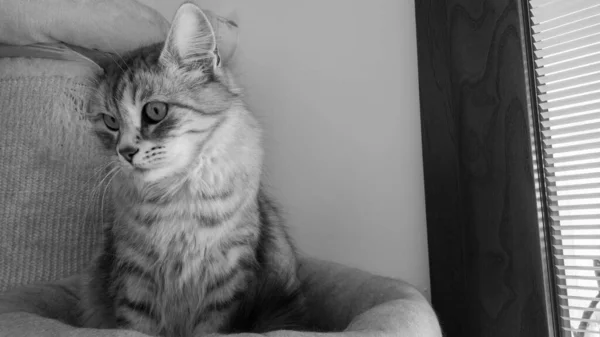 Adorable gato de pelo largo de raza siberiana —  Fotos de Stock