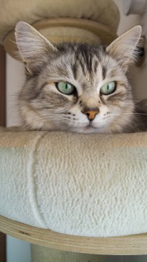 Adorable long haired cat of siberian breed