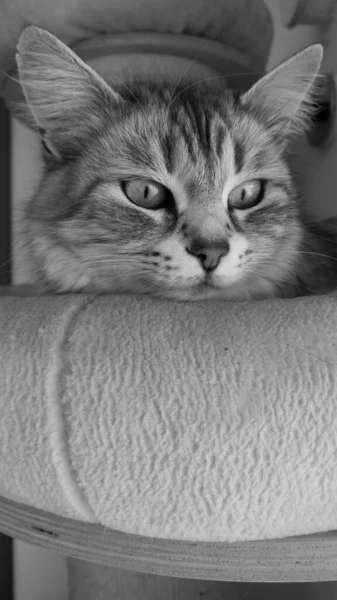 Schattige langharige kat van Siberisch ras — Stockfoto