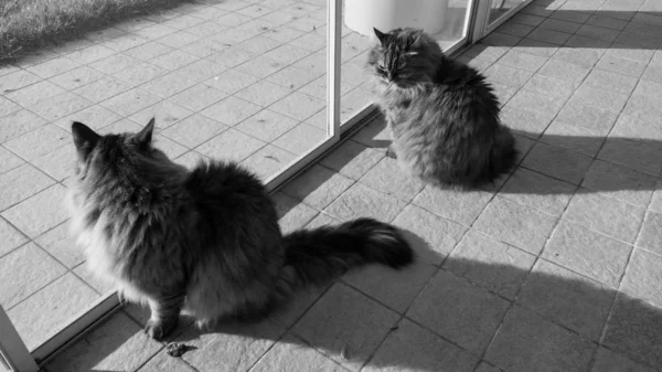 Adorable long haired cat of siberian breed — ストック写真