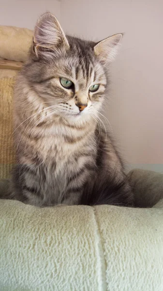 Adorável gato de cabelos longos da raça siberiana — Fotografia de Stock