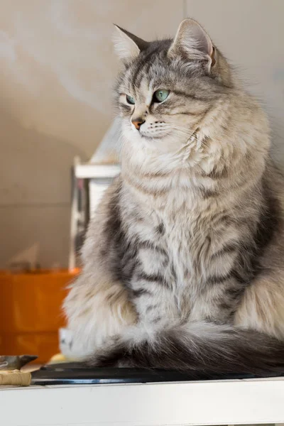 Gato de cabelos longos bonito em relaxar, animal doméstico de livestovk — Fotografia de Stock