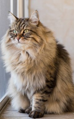 Long haired cat in relax outdoor. Hypoallergenic pet, siberian purebred