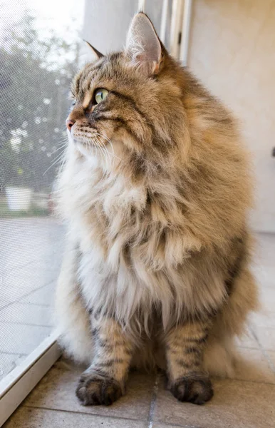 Gato de cabelos compridos em relaxar ao ar livre. Animal de estimação hipoalergénico, de raça pura siberiana — Fotografia de Stock