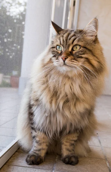 Gatto dai capelli lunghi in relax all'aperto. Pet ipoallergenico, di razza pura siberiana — Foto Stock