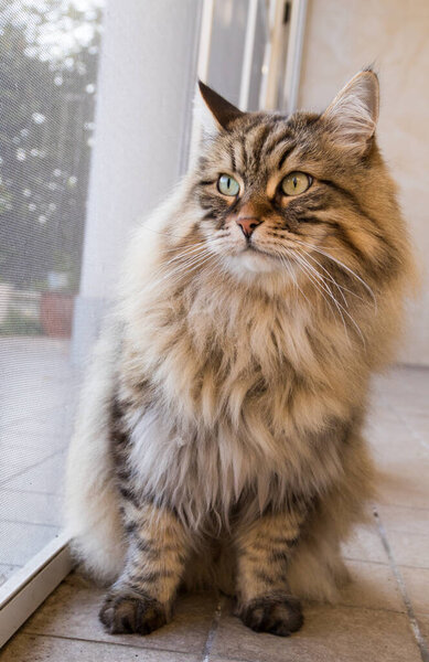 Long haired cat in relax outdoor. Hypoallergenic pet, siberian purebred