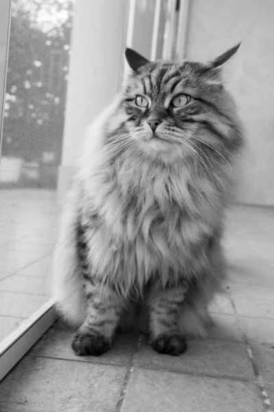 Long haired cat in relax outdoor. Hypoallergenic pet, siberian purebred — ストック写真