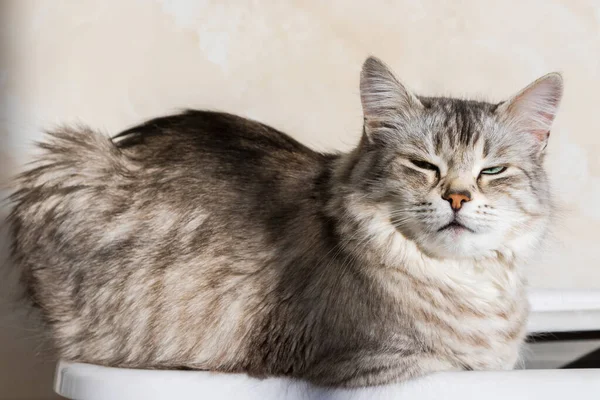 Long haired cat in relax outdoor. Hypoallergenic pet, siberian purebred — Stockfoto