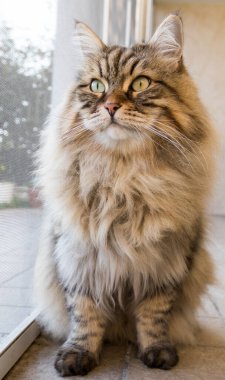 Long haired cat in relax outdoor. Hypoallergenic pet, siberian purebred